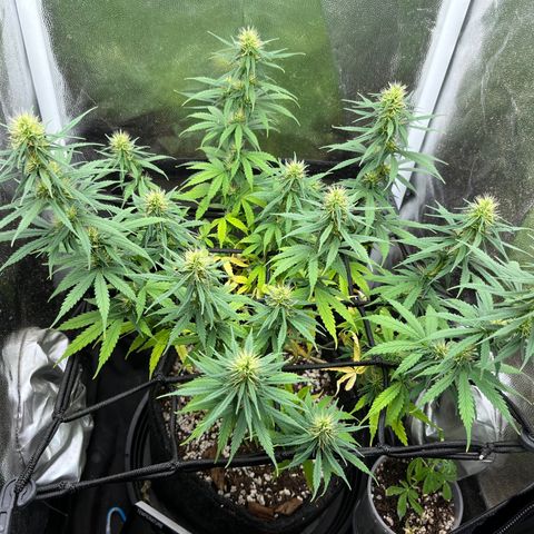 Genética desconhecida growlog timeline photo