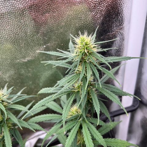 Genética desconhecida growlog timeline photo