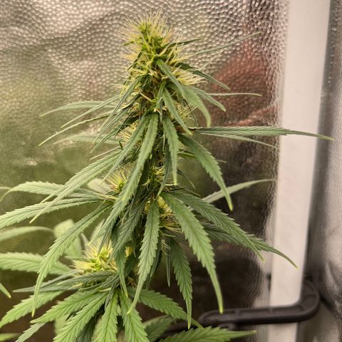 Genética desconhecida growlog timeline photo