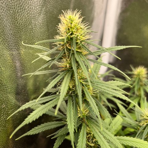 Genética desconhecida growlog timeline photo