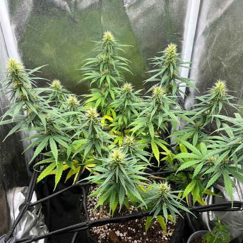 Genética desconhecida growlog timeline photo