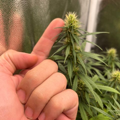 Genética desconhecida growlog timeline photo