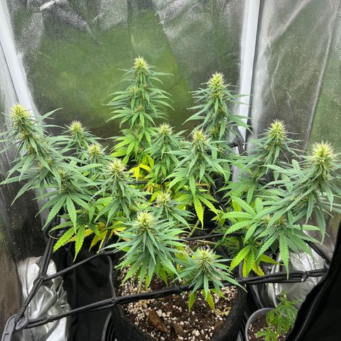 Genética desconhecida growlog timeline photo