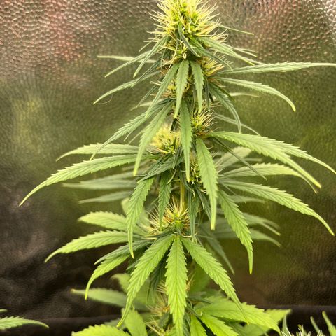 Genética desconhecida growlog timeline photo