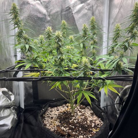 Genética desconhecida growlog timeline photo