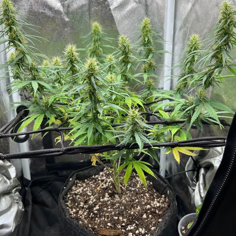 Genética desconhecida growlog timeline photo