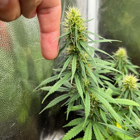 Genética desconhecida growlog timeline photo