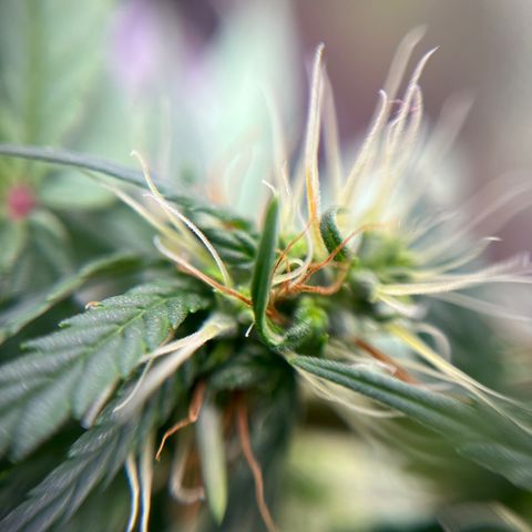 Genética desconhecida growlog timeline photo