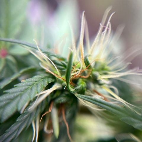 Genética desconhecida growlog timeline photo