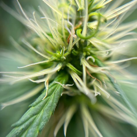 Genética desconhecida growlog timeline photo