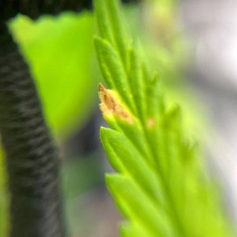 Genética desconhecida growlog timeline photo