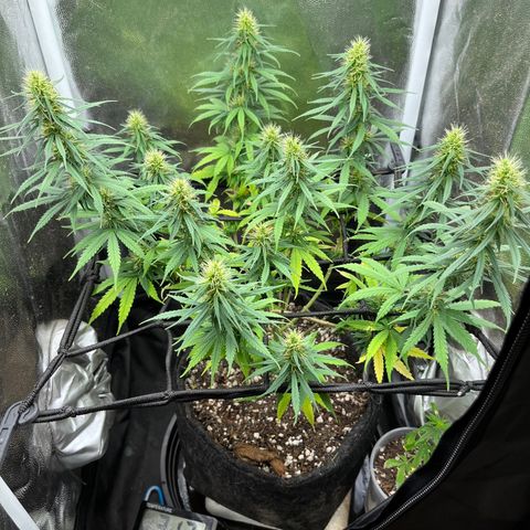 Genética desconhecida growlog timeline photo