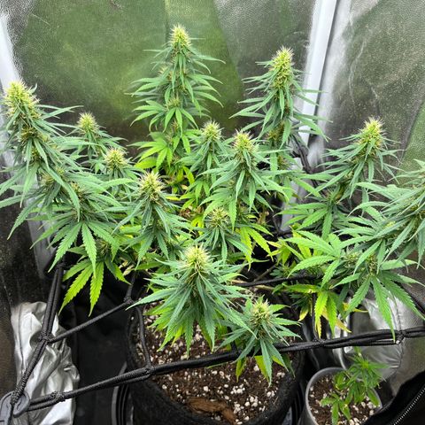Genética desconhecida growlog timeline photo