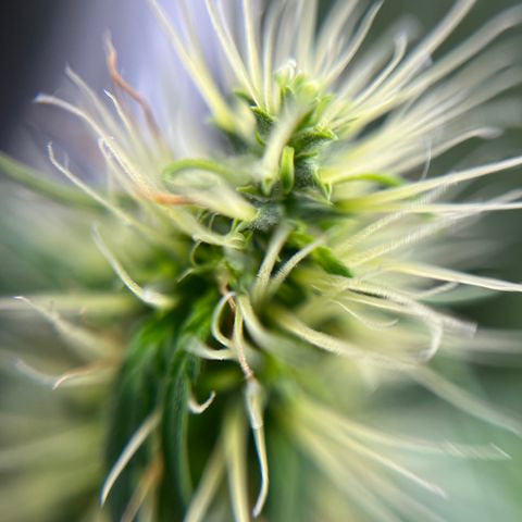 Genética desconhecida growlog timeline photo