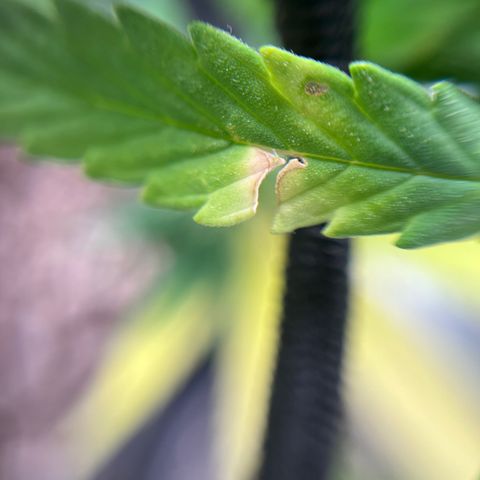 Genética desconhecida growlog timeline photo