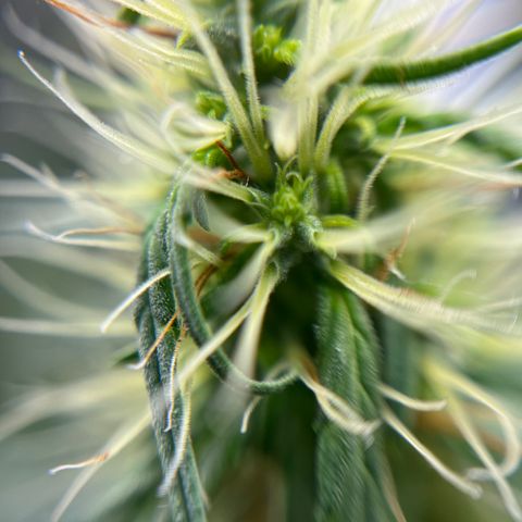 Genética desconhecida growlog timeline photo