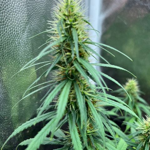 Genética desconhecida growlog timeline photo