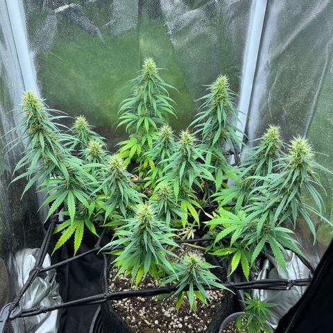 Genética desconhecida growlog timeline photo