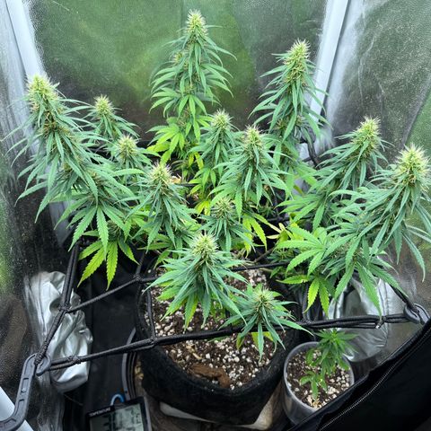 Genética desconhecida growlog timeline photo