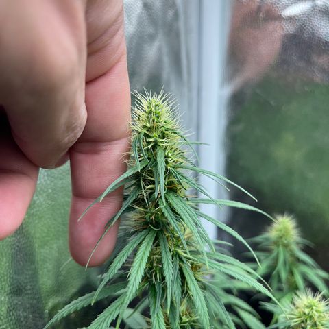 Genética desconhecida growlog timeline photo