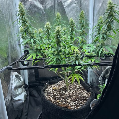 Genética desconhecida growlog timeline photo