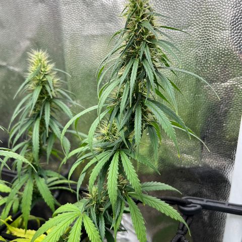 Genética desconhecida growlog timeline photo