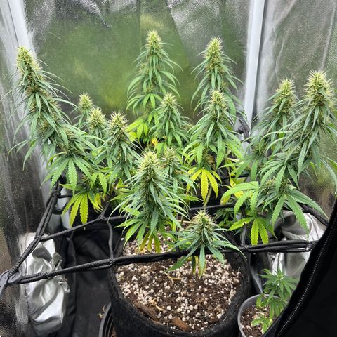 Genética desconhecida growlog timeline photo
