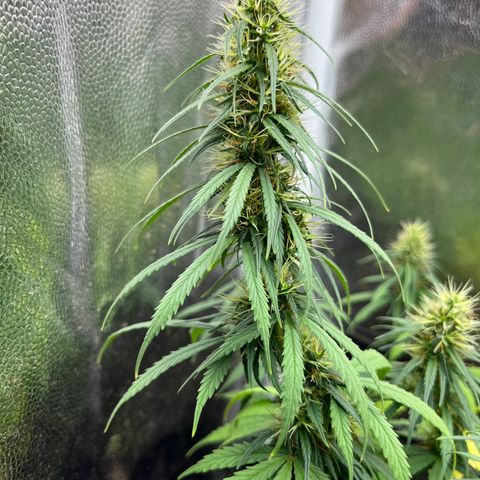 Genética desconhecida growlog timeline photo