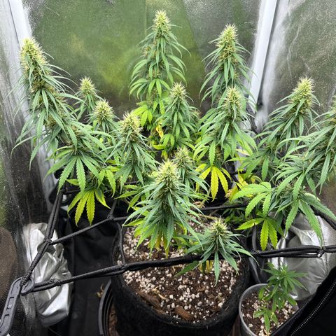 Genética desconhecida growlog timeline photo