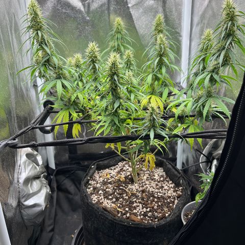 Genética desconhecida growlog timeline photo