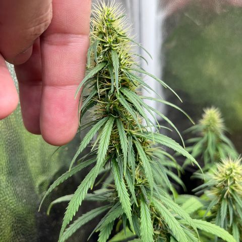 Genética desconhecida growlog timeline photo