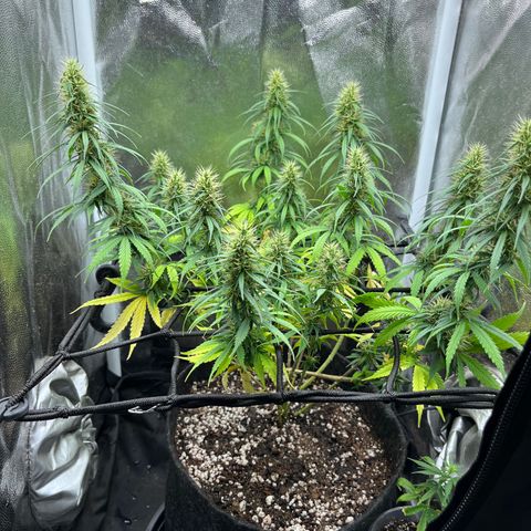 Genética desconhecida growlog timeline photo