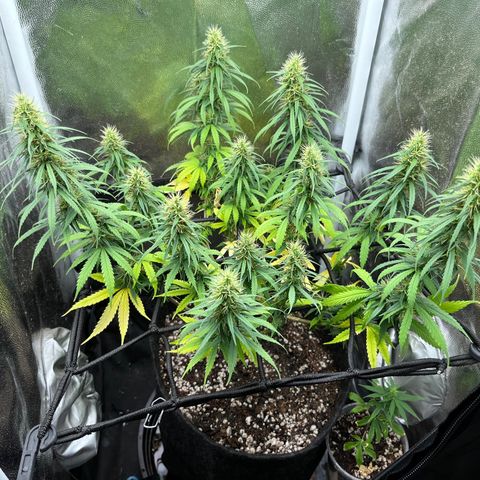 Genética desconhecida growlog timeline photo