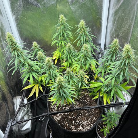 Genética desconhecida growlog timeline photo