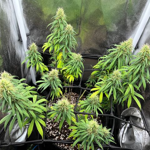 Genética desconhecida growlog timeline photo