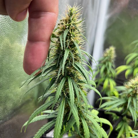 Genética desconhecida growlog timeline photo