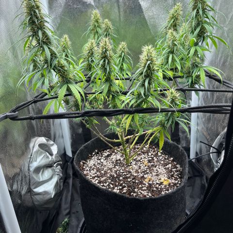 Genética desconhecida growlog timeline photo