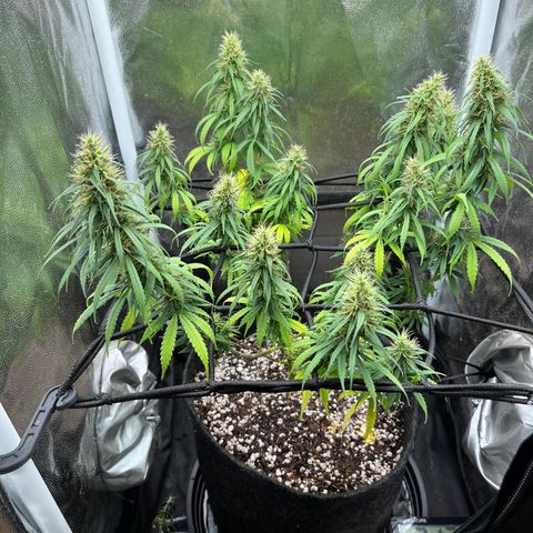 Genética desconhecida growlog timeline photo