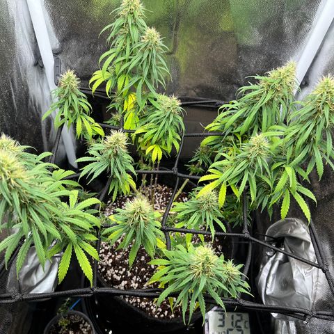 Genética desconhecida growlog timeline photo
