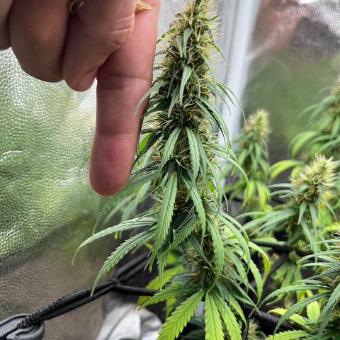 Genética desconhecida growlog timeline photo
