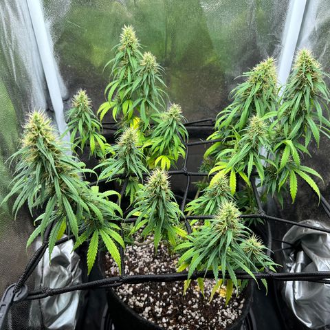 Genética desconhecida growlog timeline photo