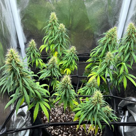 Genética desconhecida growlog timeline photo