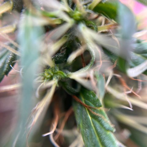 Genética desconhecida growlog timeline photo