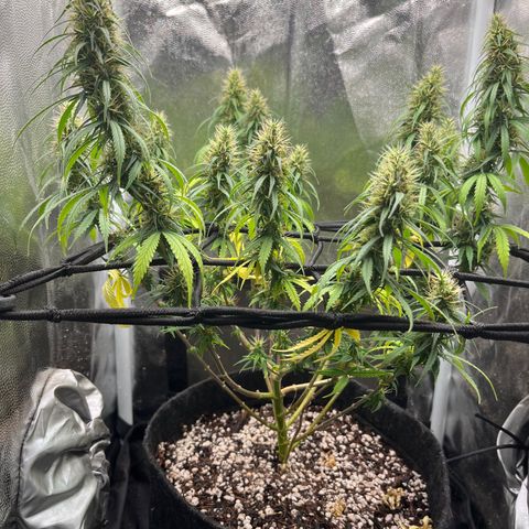 Genética desconhecida growlog timeline photo