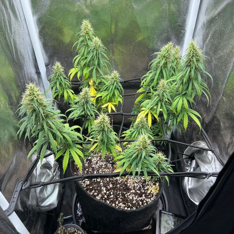 Genética desconhecida growlog timeline photo