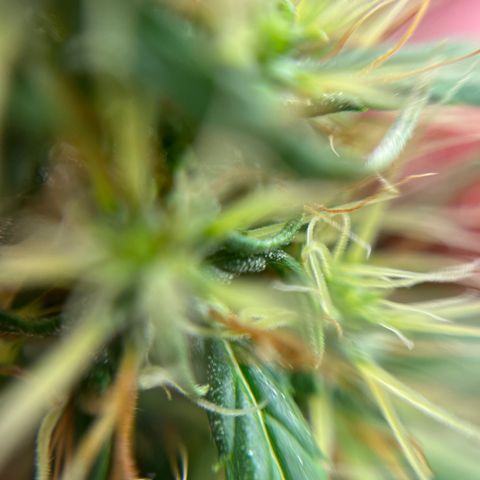 Genética desconhecida growlog timeline photo