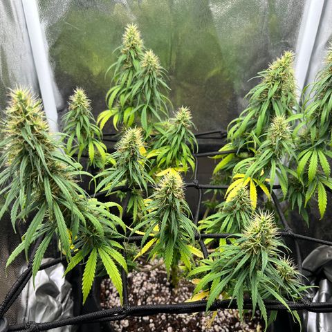 Genética desconhecida growlog timeline photo