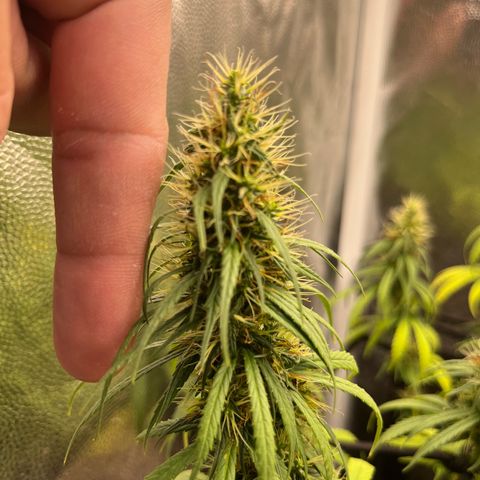 Genética desconhecida growlog timeline photo