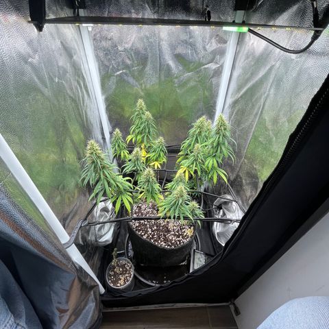 Genética desconhecida growlog timeline photo