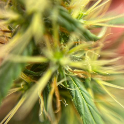 Genética desconhecida growlog timeline photo